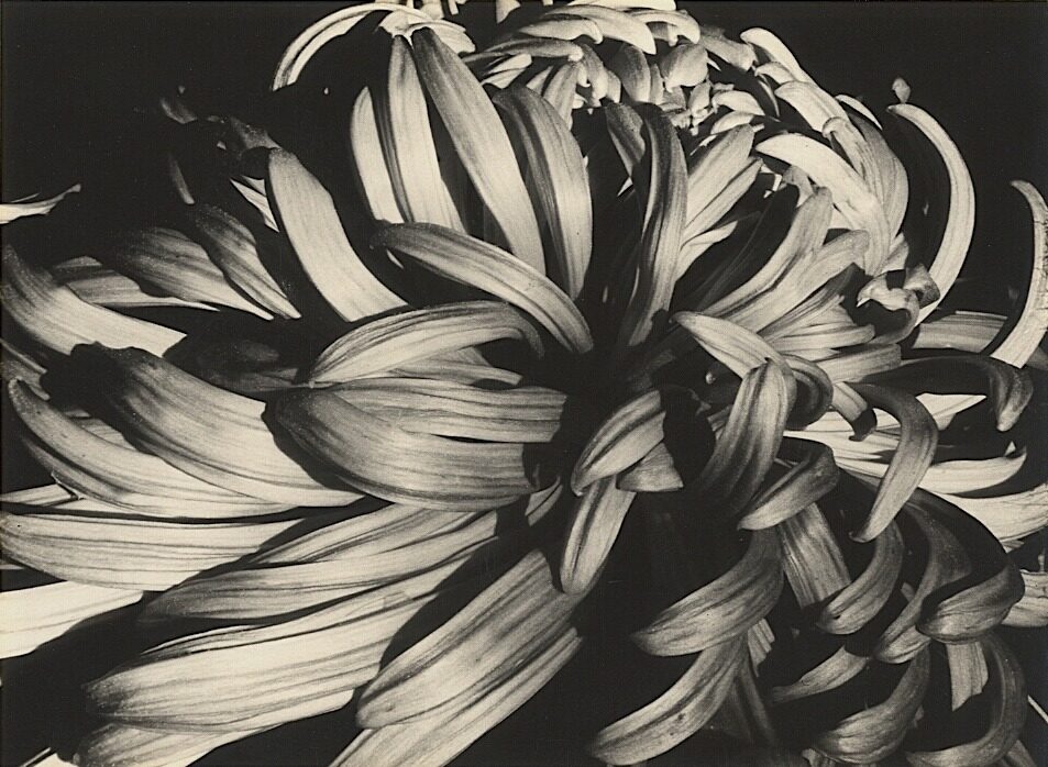 Sonya Noskowiak – Chrysanthemum – Vintage silver print, 1931